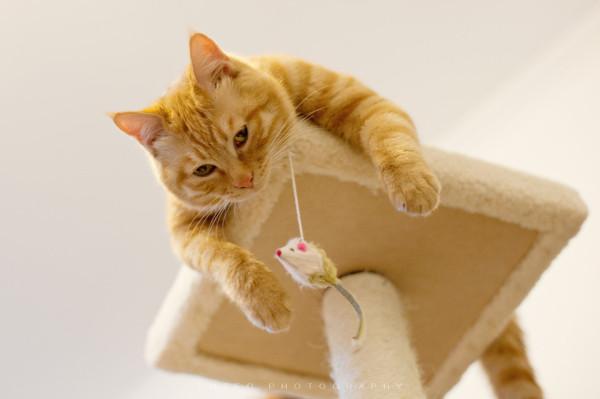 自媒体人做商品号，什么类型的文章更有利促进转化率？